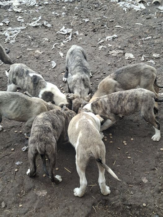 Metis amstaff 5luni