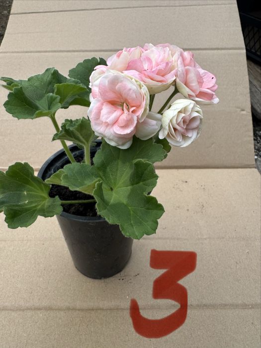 Мушкато различни цветове калиопе