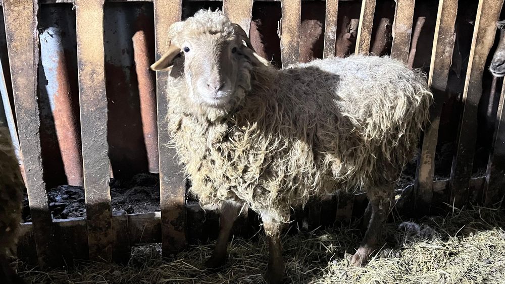 Продам молодых овечек