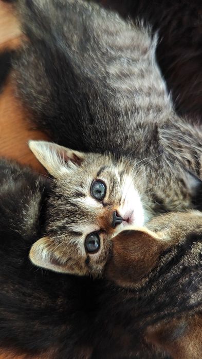 Красивые котята!