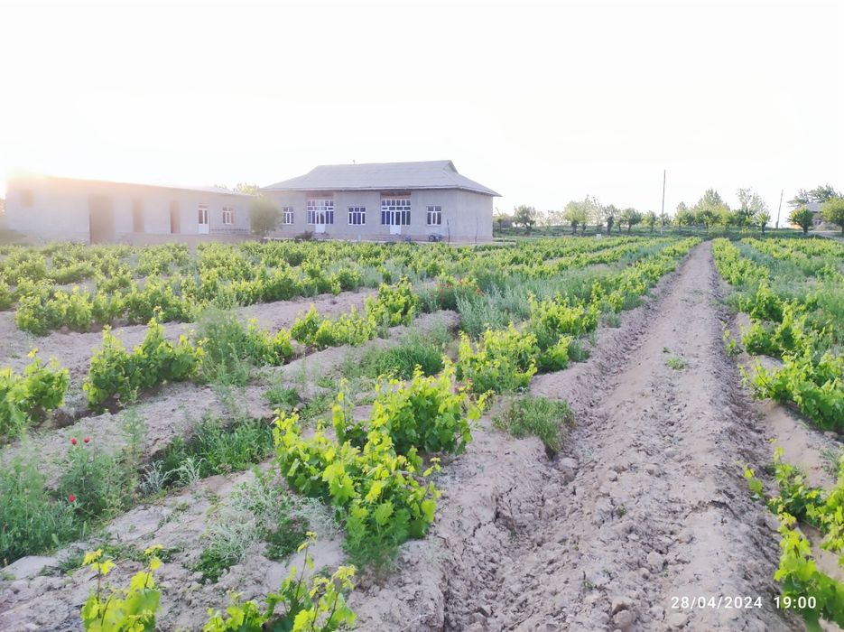 Uy joy sotiladi, 50 sotix