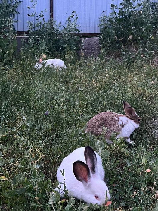 крольчата 3месеца