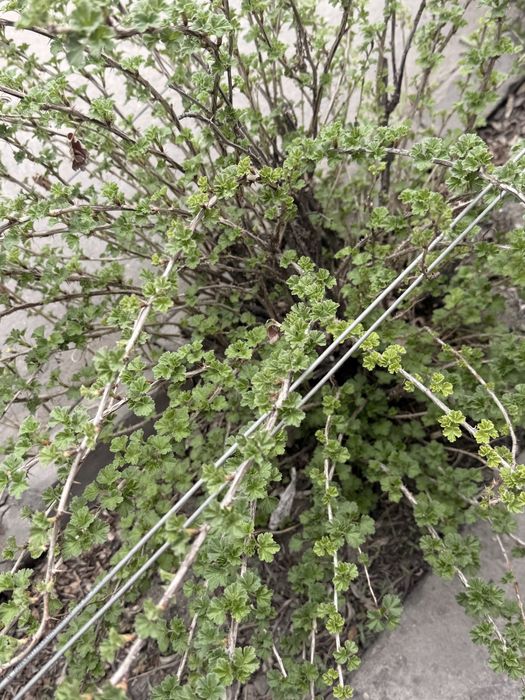 Продам молодые кусты крыжовника