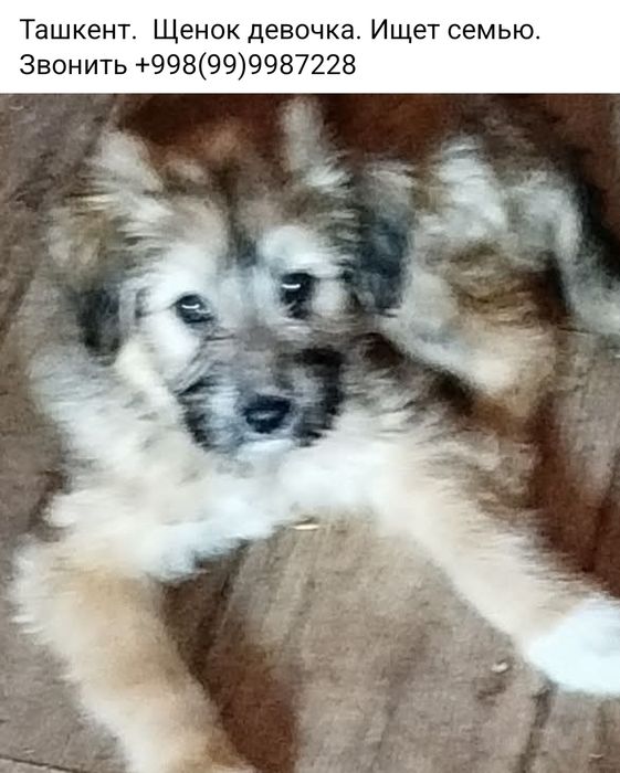 .Бесплатно щенки, собачки,  кошки, коты.