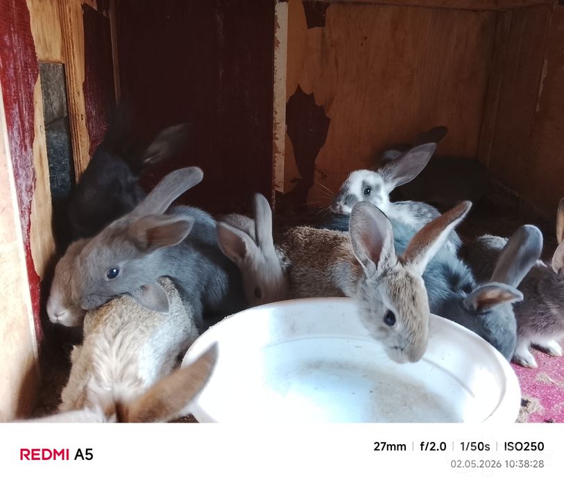 Quyon bolalari sotiladi 1oylidan oshdi