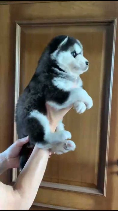 Голубоглазый хаски