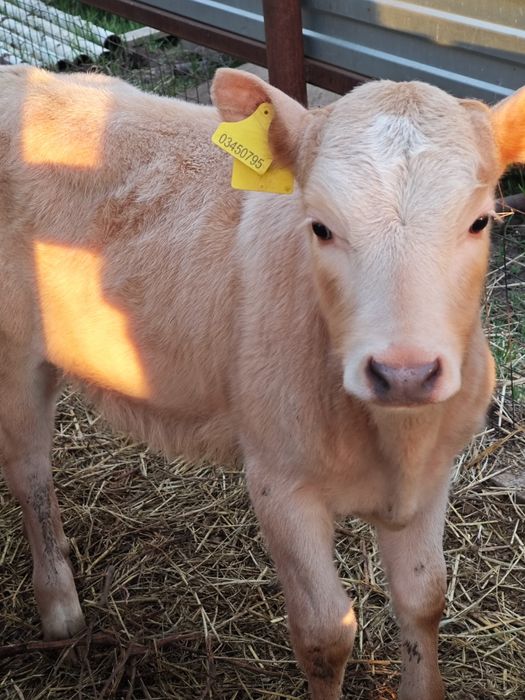 Продам 2 телочек 4 месяцев