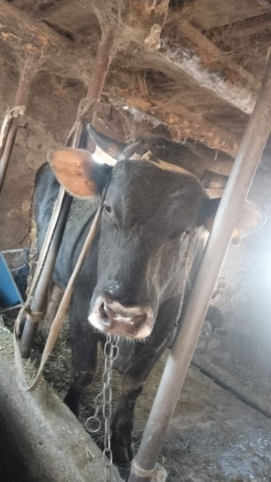 Бык племянной алатауский