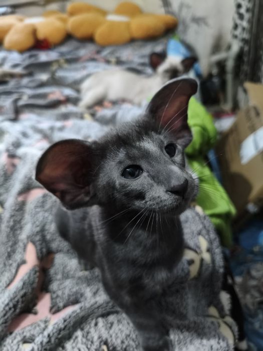 Ориентальный котёнок экстрим