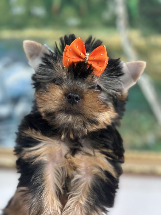 Милые щеночки цоркширского терьера