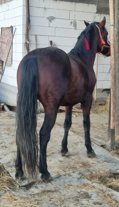 Cal disponibil   în vârstă  de 8 ani