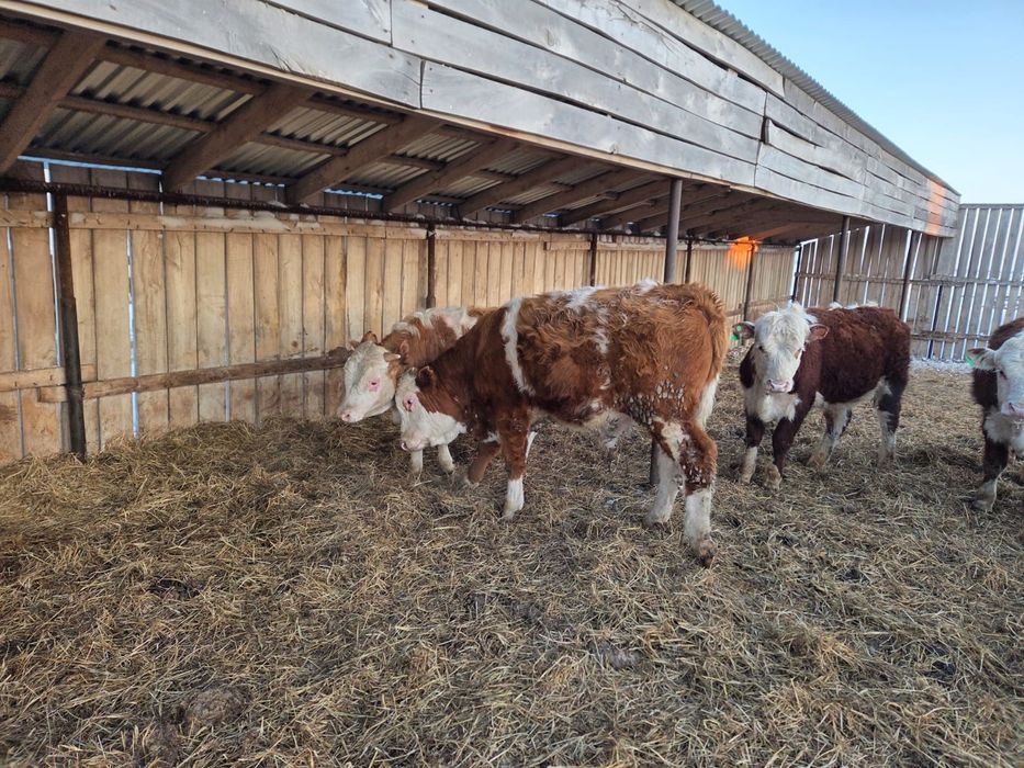 Продаже  племенного скота