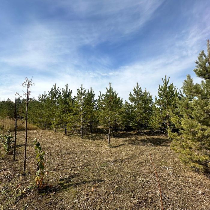 Продается саженцы оптом и в розницу