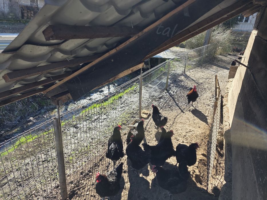 Ouă incubat Marans  negru arămiu