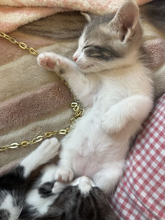 Отдам котят в добрые, любящие руки