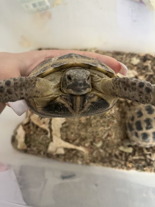 Сухопутные черепахи