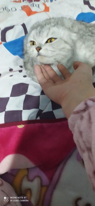 qiz mushuk sotiladi skotish fold