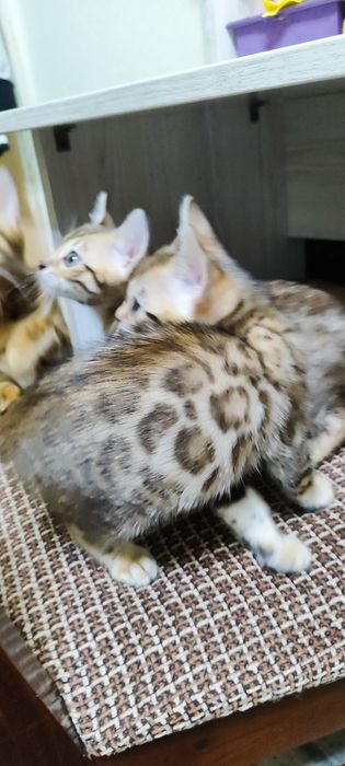 Продаются бенгальские котята