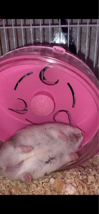 Хоми ищет добрые ручки