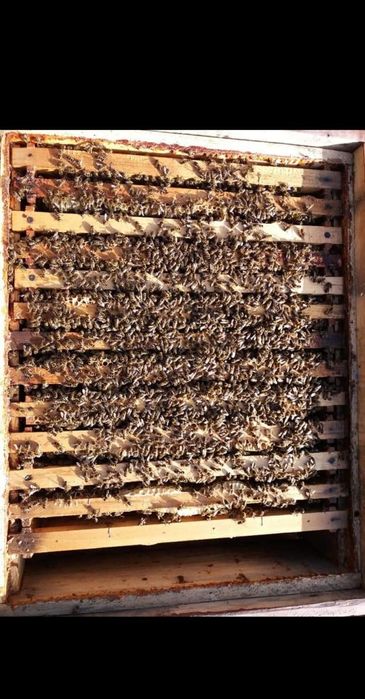 Vînd familii de albine