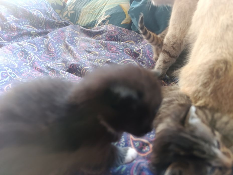 Отдам котят даром