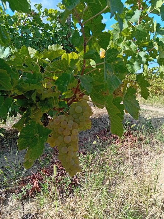 Struguri pentru vin Otonel