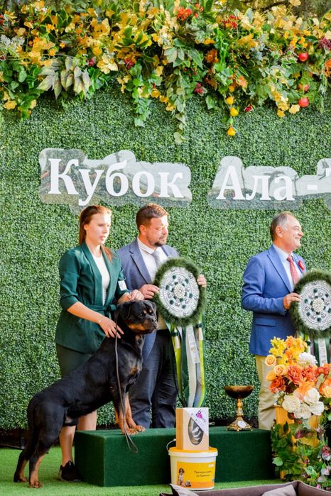 Ротвейлер вязка, Интернациональный Чемпион!