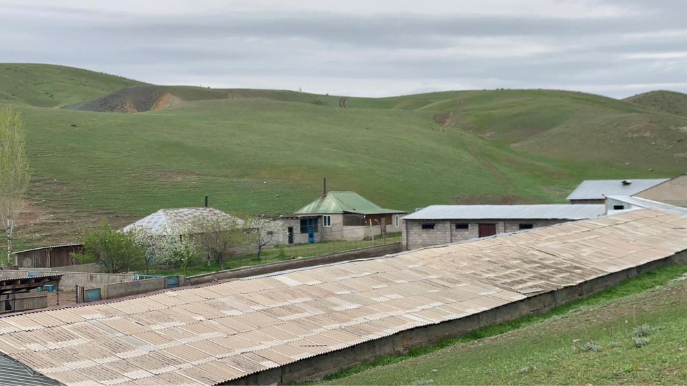 Сарай 150 га, хозяйство
