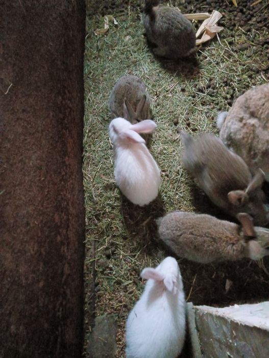 Продаются крольчата,1мес по 1700т