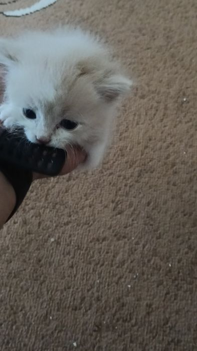 Мысық      Котята