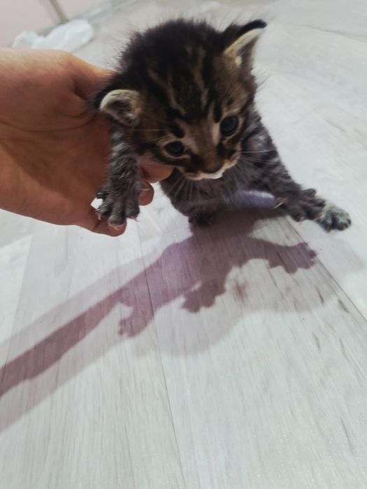 Кошка мальенкая,срочно отдам