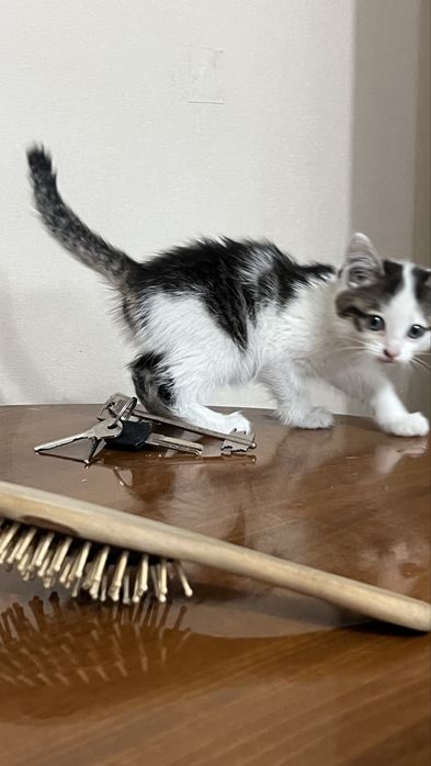 Котенок в добрые руки