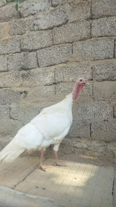 Assalamu aleykum 1 ta kurka va goz bolasi xorozcha sotiladi !!!