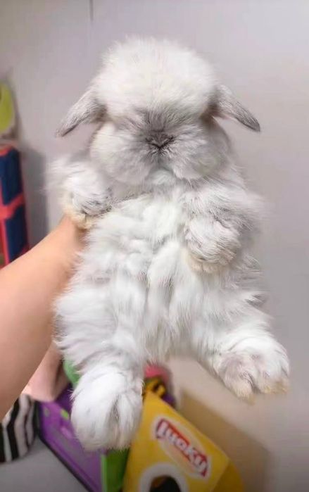 O'smaydigan quyonchalar