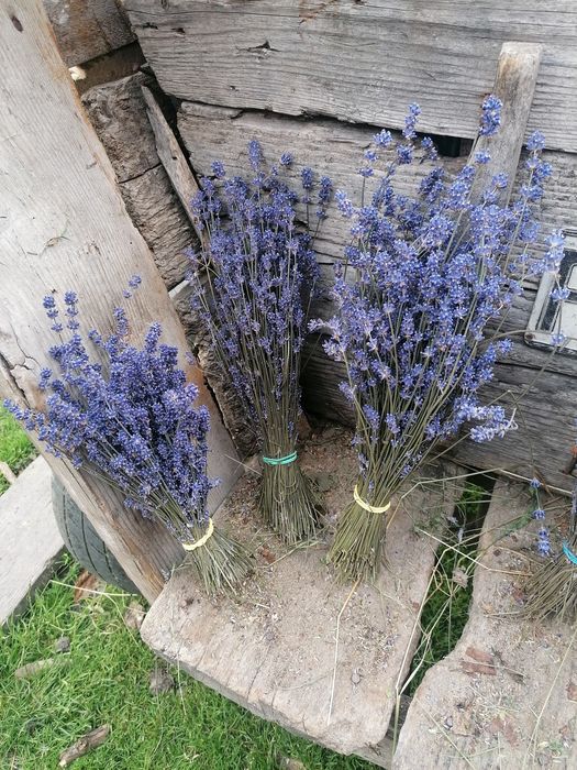 Vând floare de lavandă uscată și buchete uscate