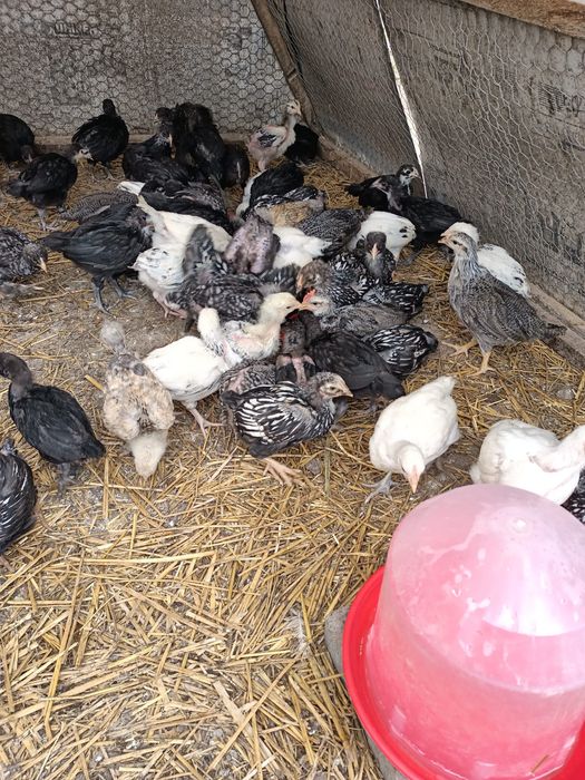 Pui de găină mai multe rase.