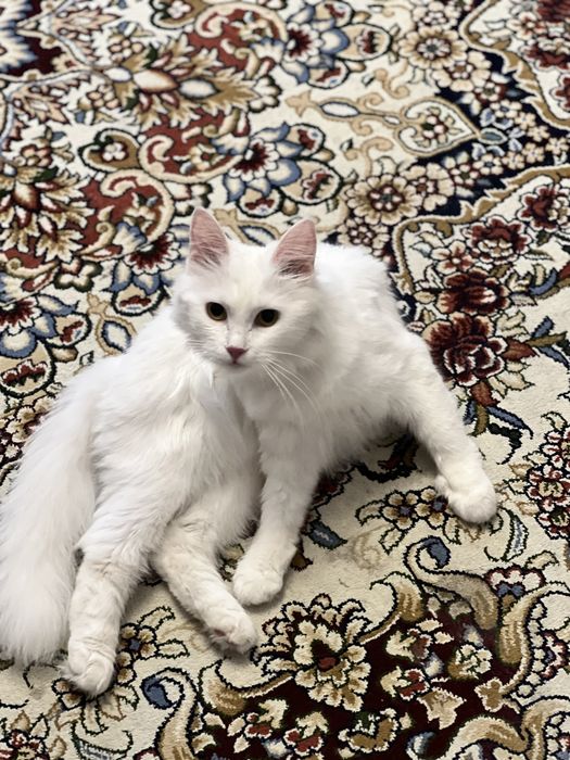 Кошка турецкая ангора