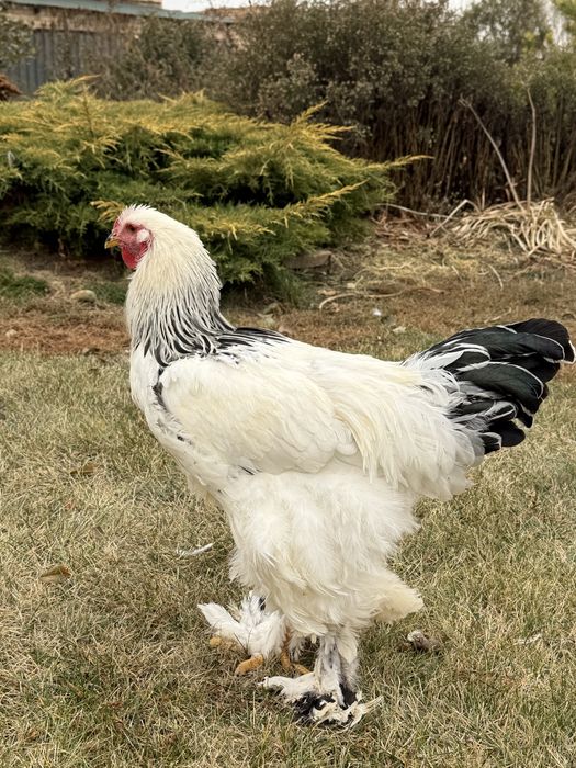 Петух породы Брама