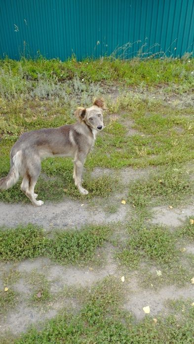 Хочу отдать собачку каторая сидит на цепи.