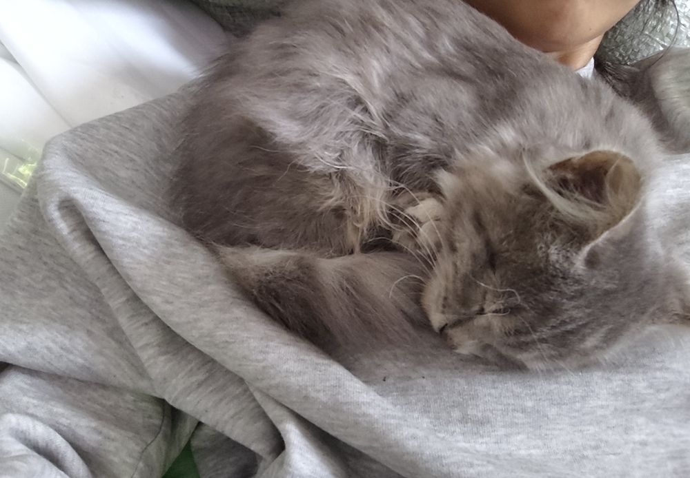 Котёнок в добрые руки