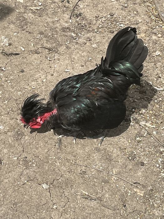 Cocoș metis de moțată olandeză