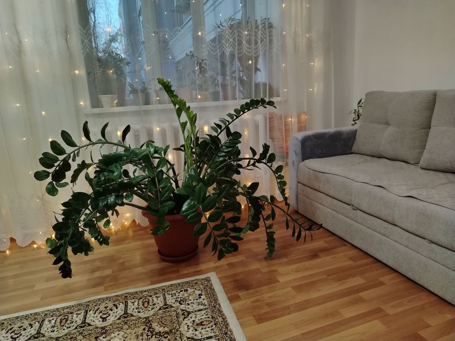 Цветок замиокулькас