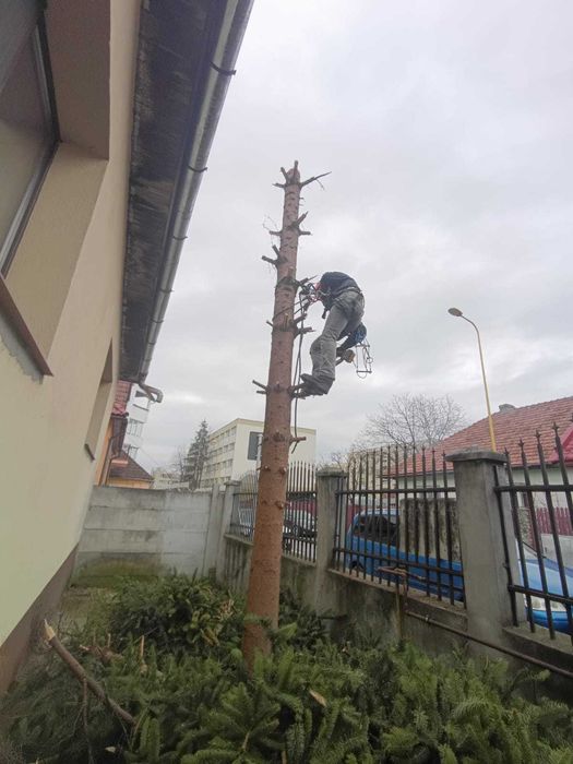 Alpinism Utilitar in Brasov - Constructii, Toaletari Copaci, Reclame