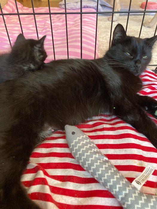 Кошка в добрые руки