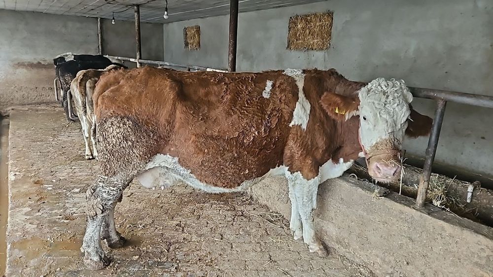 Сментал сигир сотилади 8 ойдан откан бугоз.