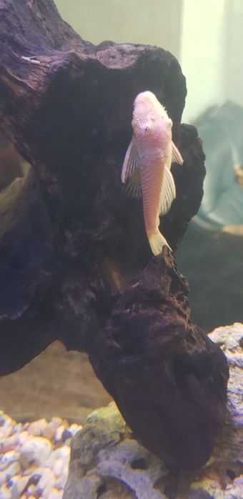 анцитрус золотистый, 10-12 см.