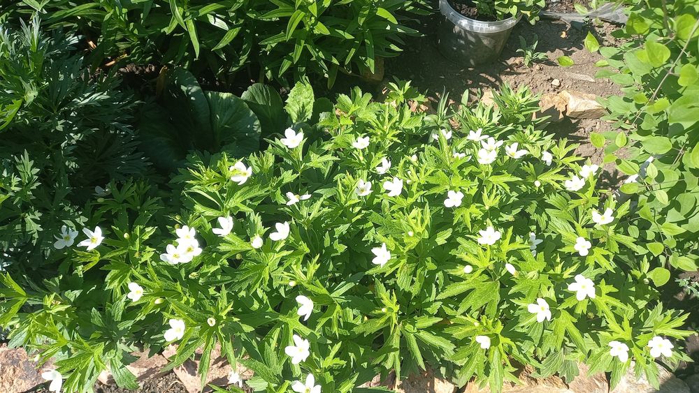 Продам дачу по Зерендинский трассе