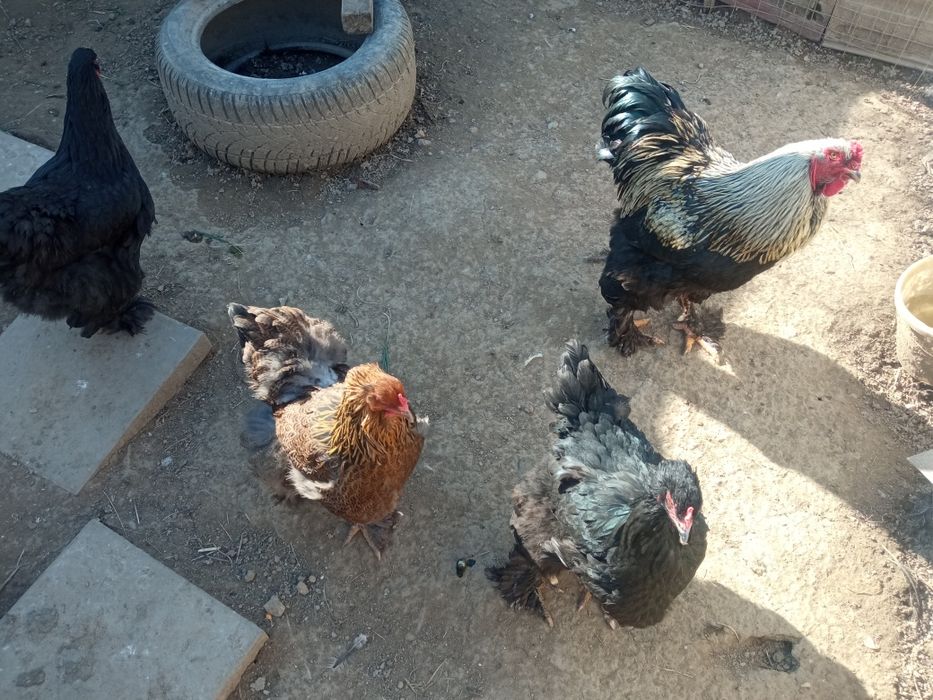 Ouă și pui de rasă: Hamburg, Brahma și Silkie ( mătase japoneză )