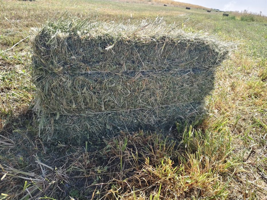 Жоңышқа сатылады