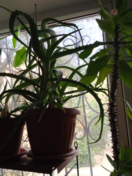 Цветы домашние продаются